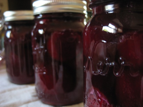 Jars of pickled beets all ready for storage and gifting.