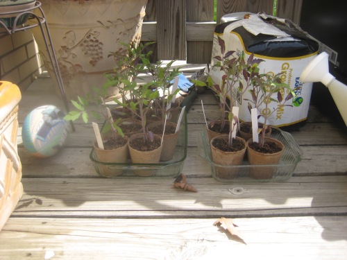 Tomato seedlings, first day outdoors.