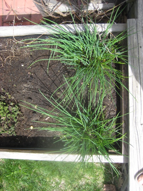Chives are in and we've been eating them.