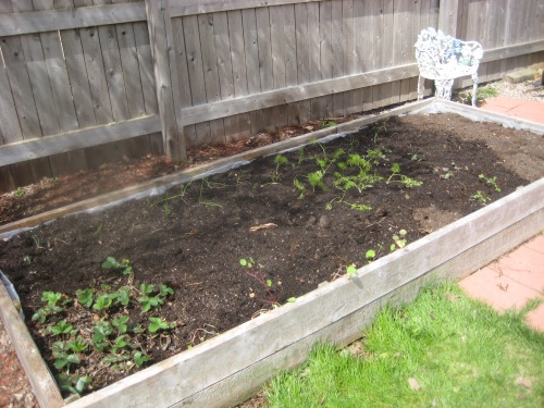 This raised bed is planted with strawberries, walking onions, red onions, leeks, fennel, three kinds of kale and nasturtiums--so far!  Much more to come.