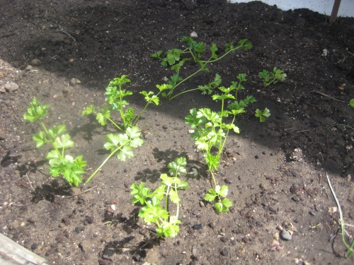 Celeriac (celery root).