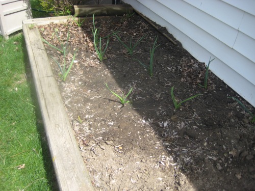 Here is the garlic.  It seems to me that several cloves did not grow.