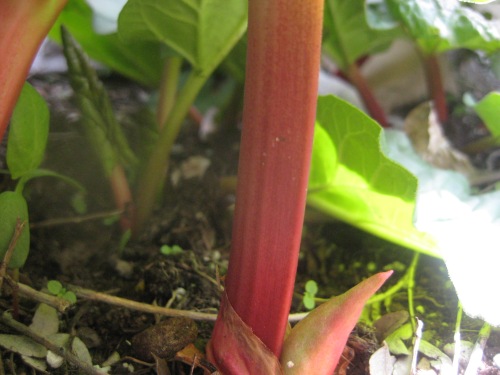 I love the color of the rhubarb stalks.